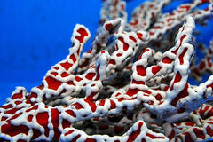 Trikentrion flabelliforme (Spider Sponge)