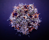 Tripneustes gratilla