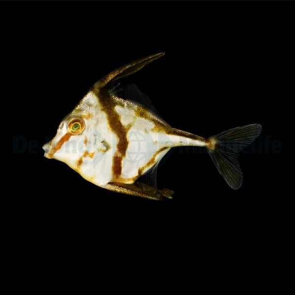 Tripodichthys blochii