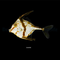 Tripodichthys blochii