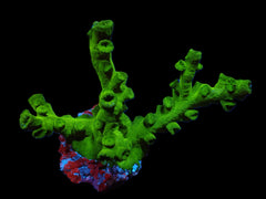 Tubastraea micranthus