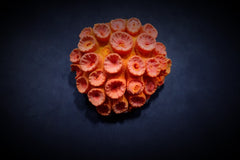 Tubastraea faulkneri (Orange)