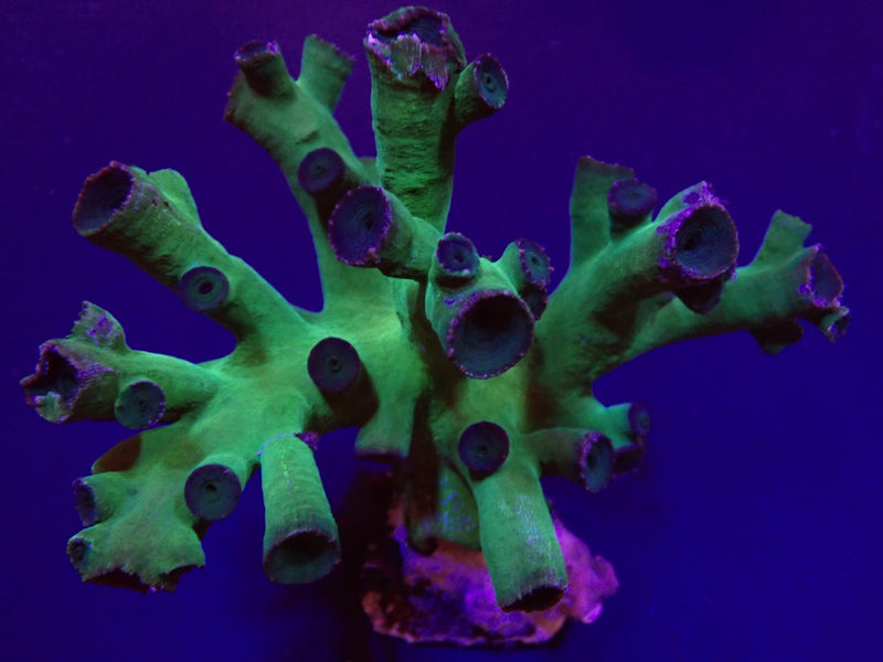 Tubastrea micrantha