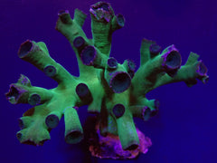 Tubastrea micrantha