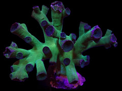 Tubastraea micranthus