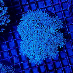 Tubipora musica (Yellow-Green Polyp)