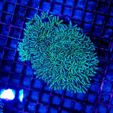 Tubipora musica (Yellow-Green Polyp)