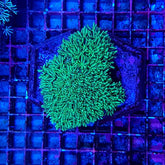 Tubipora musica (Yellow-Green Polyp)