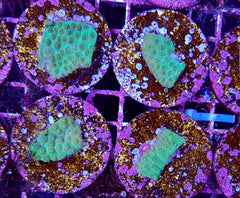 Turbinaria mesenterina (frag)