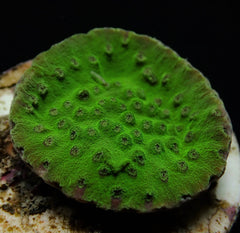 Turbinaria mesenterina (frag)