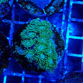 Turbinaria peltata (frag)