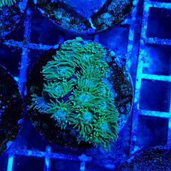 Turbinaria peltata (frag)