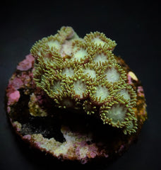 Turbinaria peltata (frag)