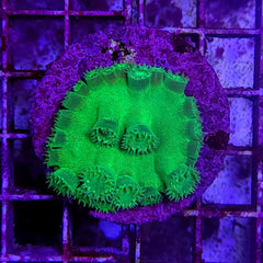 Turbinaria peltata (Premium) (frag)
