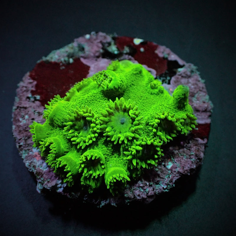 Turbinaria peltata (Premium) (frag)