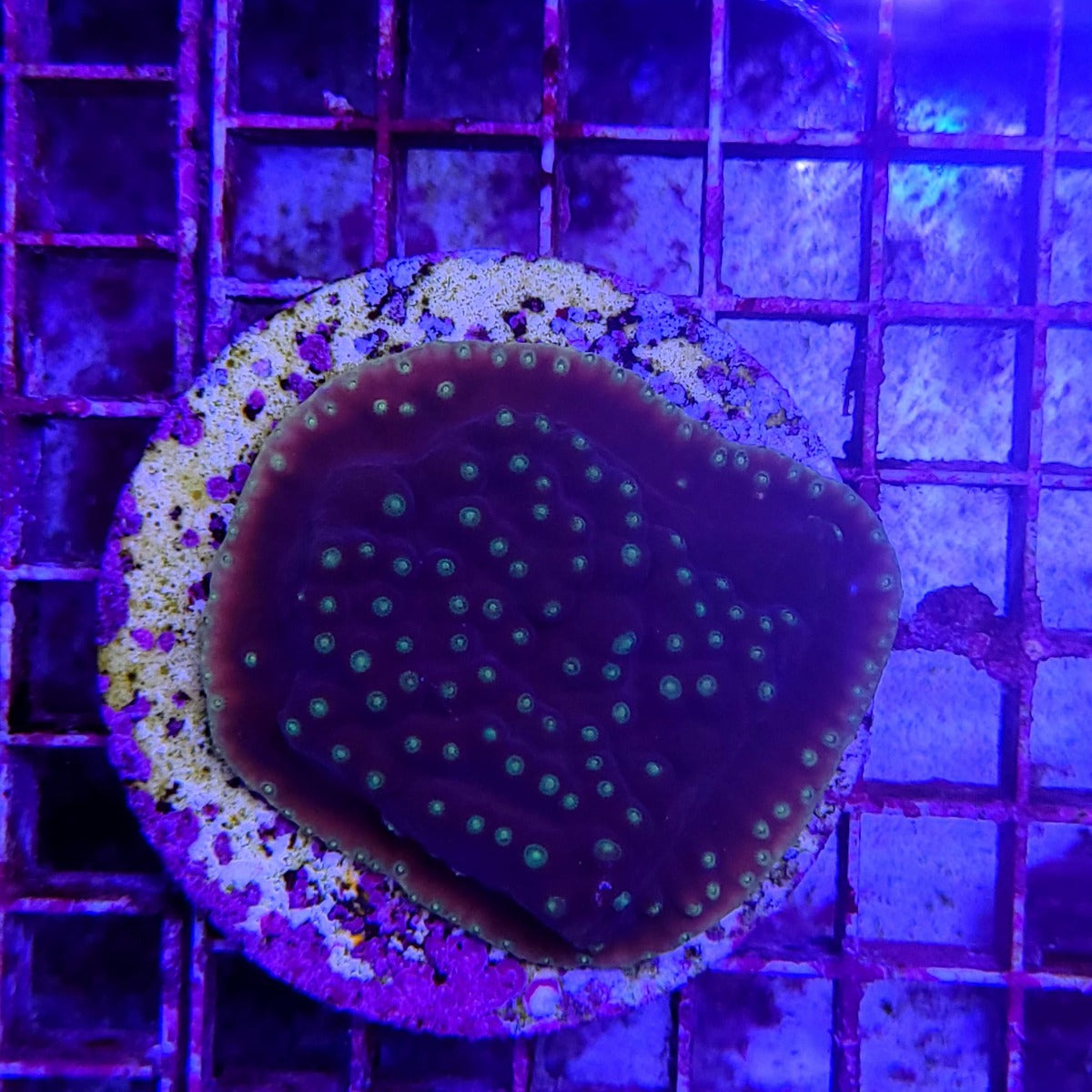 Turbinaria reniformis (frag)