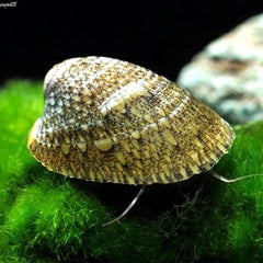 Septaria porcellana-Turtle snail 2-3 cm.