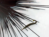 Urchin + Diademichthys