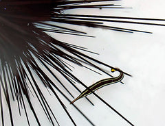 Urchin + Diademichthys