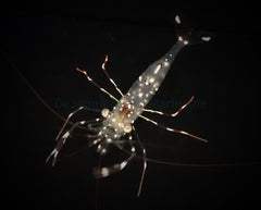 Urocaridella antonbruunii