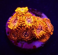 Zoanthus spp. (Utter Chaos) (frag)