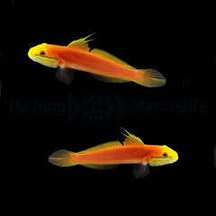 Valenciennea bella (pair)