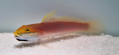 Valenciennea bella
