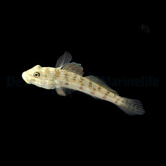 Valenciennea longipinnis