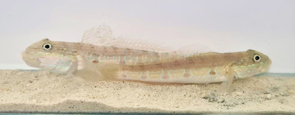 Valenciennea longipinnis (pair)