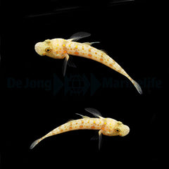 Valenciennea puellaris (pair)