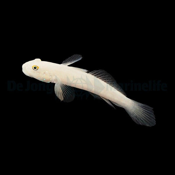 Valenciennea sexguttata