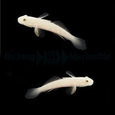 Valenciennea sexguttata (pair)