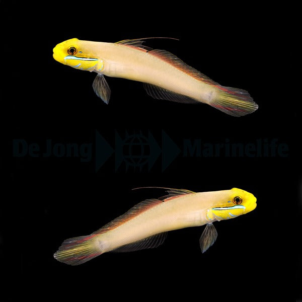 Valenciennea strigata (pair)