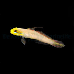 Valenciennea strigata