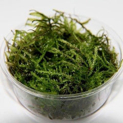 Christmas moss in cup 80cc