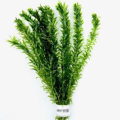 Elodea densa Waterpest, bundel