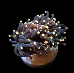 Euphyllia glabrescens (Premium) (1 hd.)