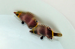 Wetmorella nigropinnata