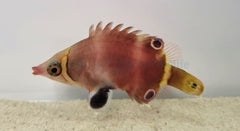 Wetmorella nigropinnata