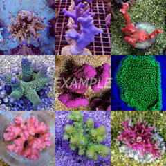 Coral pack - Mix SPS corals Grade A 10 pcs (medium)