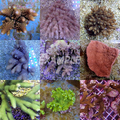Coral pack - Mix SPS corals Common 20 pcs (small)