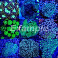 Coral pack - Mix LPS corals Common 10 pcs (large)
