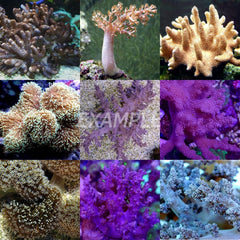 Coral pack - Mix Soft Corals 10 pcs (medium)