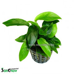 Anubias bonsai in pot @
