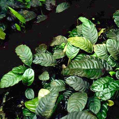Anubias coffefolia in pot