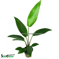 Anubias hastifolia in pot