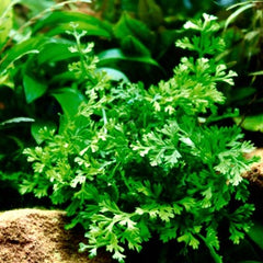 Bolbitis heteroclita difformis pot