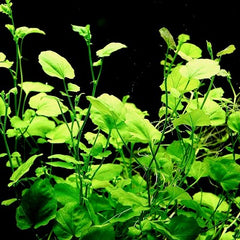 Cardamina lyrata in pot @