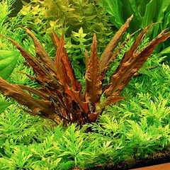 Cryptocoryne wendtii red in pot @