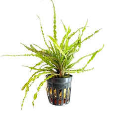 Cryptocoryne balansae in pot